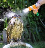 wet_owl.jpg