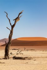 kevinschmid-namibia-4965457_1920.jpg