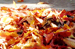 tumblr_nvfay2DwI81u7gnm9o2_250.gifv