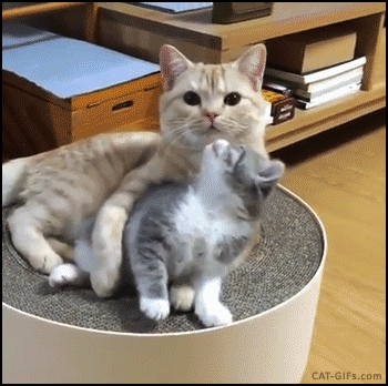 tumblr_oebk8kTg2O1vdlvpao1_400.gif