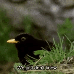 we-dont-know-dont-know.gif
