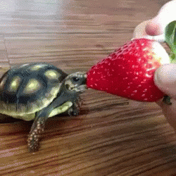 strawberry-tiny.gif