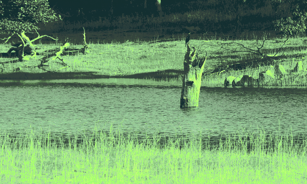 view of a pond from the high grass. a woodpecker or waterfowl perches atop a dead log in the center. there are woods in the background. the visuals have changed to reflect a certain era of monster taming games on handheld devices view of a pond from the high grass. a woodpecker or waterfowl perches atop a dead log in the center. there are woods in the background. the visuals have changed to reflect a certain era of monster taming games on handheld devices