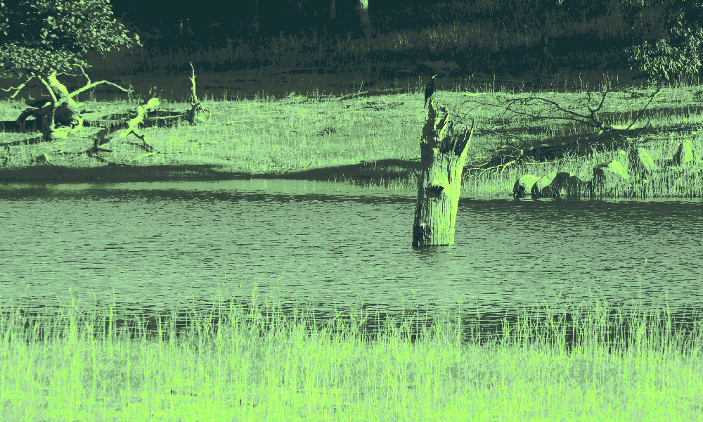 view of a pond from the high grass. a woodpecker or waterfowl perches atop a dead log in the center. there are woods in the background. the visuals have changed to reflect a certain era of monster taming games on handheld devices