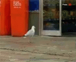 seagull-stealing.gif