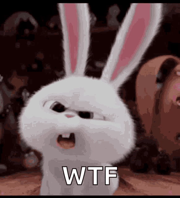bunnies-what.gif